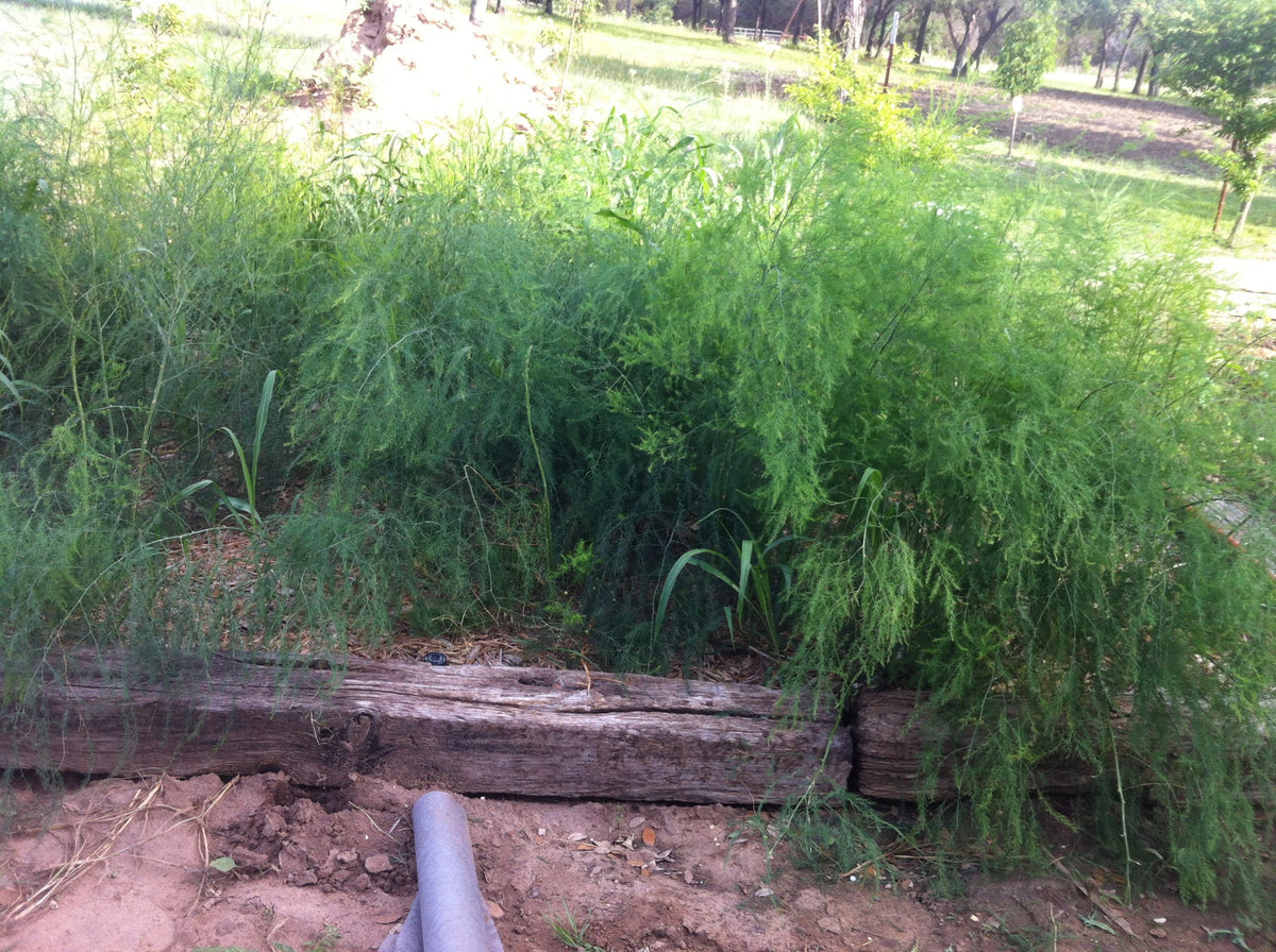 15 Jersey Supreme 3 Year Asparagus Roots For Sale 6.75 ea