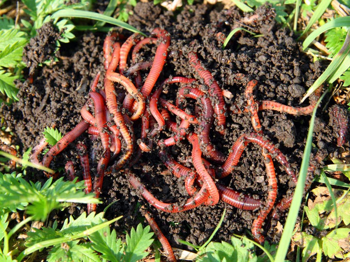 Red Wiggler Composting Worms for all your garden Plants Don't Have Teeth . Nor Do the use a fork or Knife.  How do plants eat? Red Wiggler Worms work hard keeping your garden healthy.  They till the soil. Add bacteria to the compost to help break  it down so plants can eat it. Eat bad fungi and pooh and add  compost to your compost. Buy Red Wigglers and let them do  the gardening work for you.