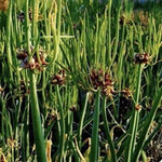 Walking Onions - Winter Onions - Tree Onions. -Garden Walking Onions easy to grow with little maintenance. Plant several Walking Onions as once you start harvesting them from your garden they won't last long. Buy walking onions and never plant onions again.