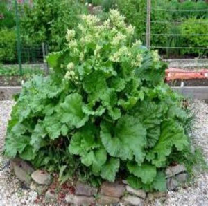 Rhubarb plants are easy to garden and fast to grow. Rhubarb have mature roots ready to start producing for you. Buy many organic farm raised and enjoy the harvest.