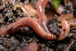 Red Wiggler Worm should be an essential part of everyone's garden. They a valuable tool to your plants. Red Wiggler Worms work endless. They till the soil . They break down the compost that your put in your soil so plants can up take the nutrients. Every garden should have Red Wiggler Worms.