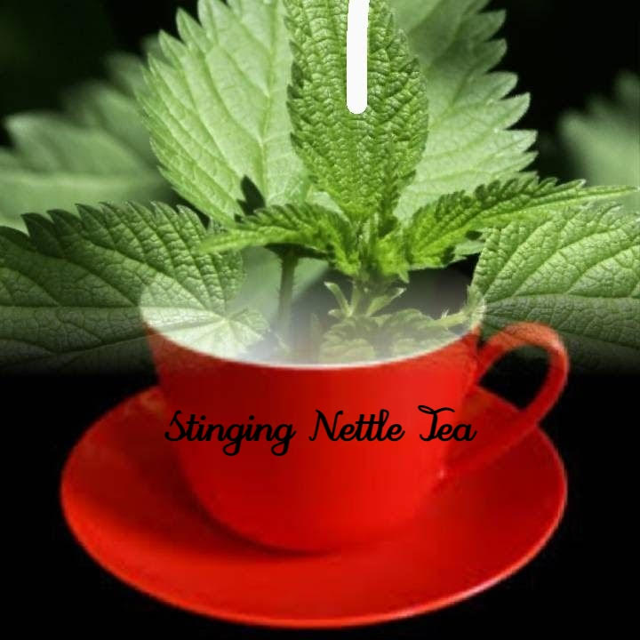 2 - Stinging Nettle Herb Plants For Sale - Buy Best ***
