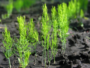 1 Year Asparagus roots buy 10 get 10 free. Easy to plant and fast to grow. Feed the Asparagus Skip Jack Plant food and they will make your garden a showcase. Where to buy best near me. Buy onlinee from a n Asparagus Farm.