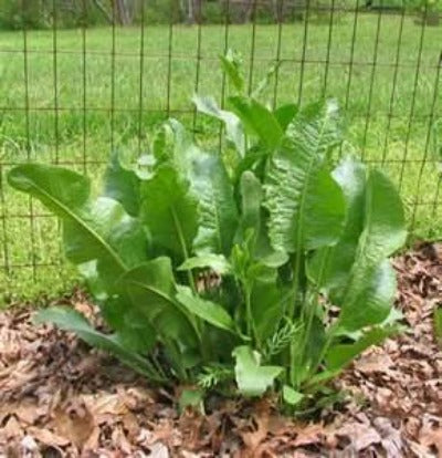 Horseradish is easy to plant sand fast to grow. They like Red Wiggler worms that make lots of compost and once a month Skip Jack Fish Emulsion and they will reward you with a plentiful harvest. Where to buy Horseradish near me. Buy Best By Now.