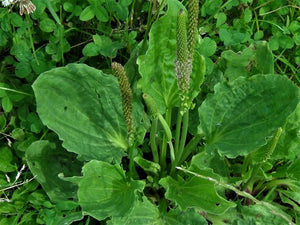 Plantain Herb plant for sale, where to buy plantain herb plant near me.  By best plantain plant and roots. easy to grow fast to harvest. any health benefits. Buy plantain and enjoy the benefits.
