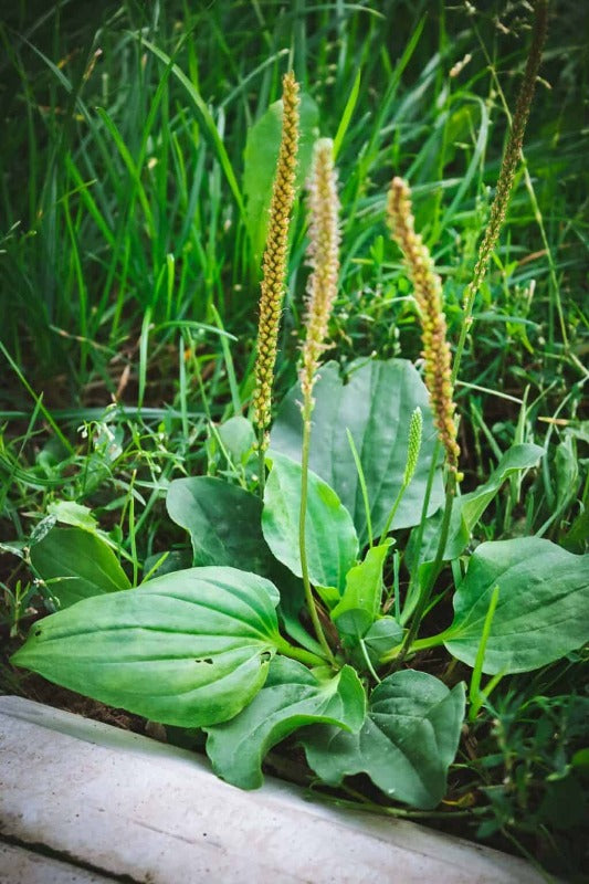 Plantain Herb Plant. Easy to plant fast to grow. Ideal for any gardener. Buy many Plantaii ad plant in Grow Greener Fabric Grow Bags.The benefits aree any. Plantain has been in tradinional edince for 100's of years. Helps with digestion, ulcers,, inflammation, , stress and m. Plant Plantain in Grow Greener Fabric Grow Bags and ake your self a show case garden.uch more  