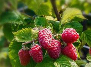 Where to buy red raspberry plant? Plant your Raspberry plants in Grow Green Grow Bags. Make gardening fast and easy . Red Raspberry easy to grow. Do not plant very deep. Just barely cover the roots with soil and keep moist. New growth comes  from the hairy part of the root. Happy Planting.