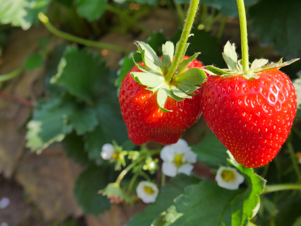 30 - Everbearing Strawberry Plants- Buy The Best Organic Farm Raised - $1.50 ea. ****
