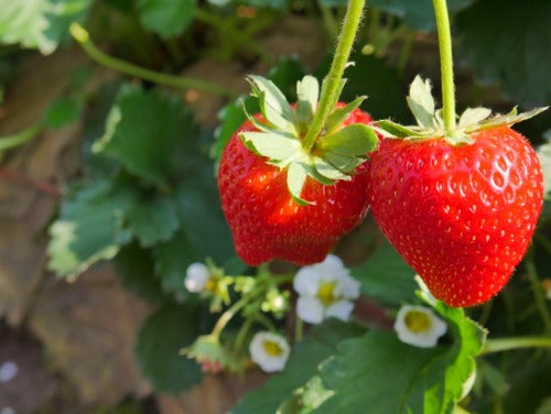Everbearing Strawberry Plants.   Everbearing Strawberry  ideal for growing in a Grow Greener Grow Bag. Plant Grow  and Harvest. No digging in the soil. Fill the bag and plant. Throw in some Red Wigglerv Worms Buy Grow Greener Grow Bags now.  Feed with Skip Jack Fish Emulsion.  Harvest plenty all season.