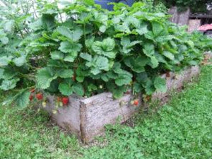 Everbearing Strawberry Plants.   Everbearing Strawberry Plants are ideal to plant in Grow Greener Grow Bags. Plant , Grow  and Harvest. No digging in the soil. Fill the bag soil and plant. Throw in some Red Wiggler Worms and feed your Strawberry plants with Skip  Jack Fish Emulsion Organic Plant Food. Buy Grow Greener Grow Bags now.  They will be sold out soon.