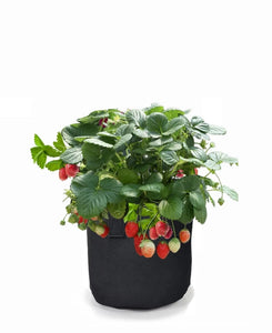 Plant your Everbearing Strawberry Plants in Grow Greener Fabric Bags and make a show case garden. No more digging in hard soil. Just fill the bag add some worms and feed with Skip Jack Fish Emulsion.