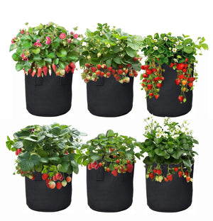 Make Your Garden A Showcase - Fast and Easy !!Grow Greener Fabric Grow Bags: Plant yout Everbearing Strawberry Plants in Grow Greener Fabric Bags and make a showcase garden. No more digging in hard soil. Just fill the bag add some worms and feed with Skip Jack Fish Emulsion.