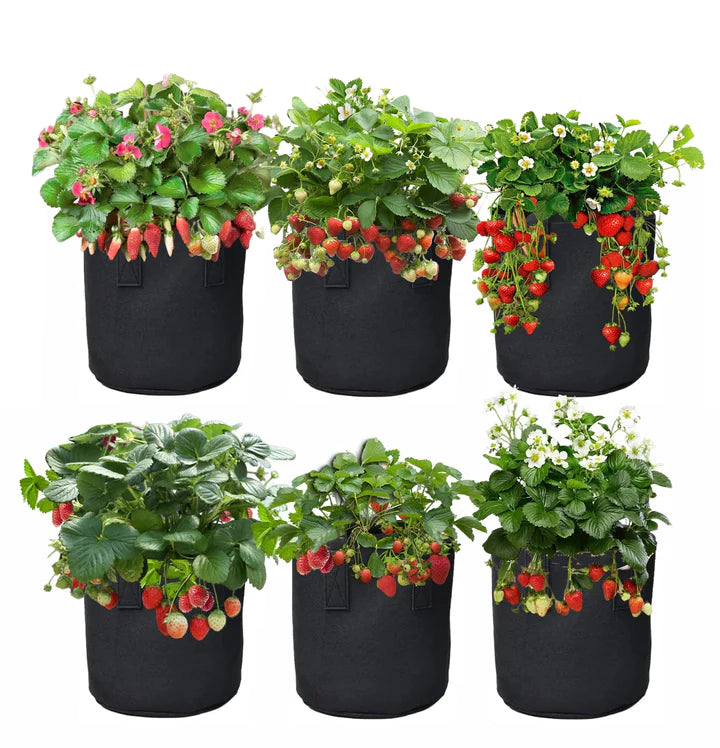 40 -  Everbearing Strawberry Plants  Buy Best   $1.25 ea. *