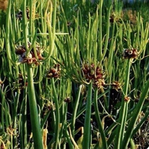 Walking Onions - Winter Onions - Tree Onions. -Garden Walking Onions easy to grow with little maintenance. Plant several Walking Onions as once you start harvesting them from your garden they won't last long. Buy walking onions and never plant onions again.