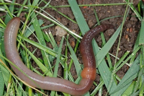 Red Wiggler Worms.  They will add compost to your soil and break down the compost  that is  already there. SRew\d Wigglers break down the compost to a slurry that the garden plants can ingest threw their roots After all plants don't use forks and knives and have no teeth. Every garden should have a good supply of Red Wiggler Worms in their Garden. Buy Best Near Me.