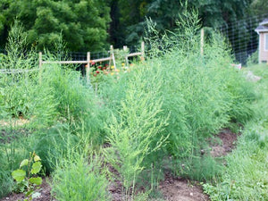 15 Jersey Giant 3 Year Asparagus Roots For Sale. Buy Best buy Farm raised Jersey Asparagus all male Asparagus roots for sale from the Asparagus Farm.
