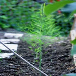 50 - Asparagus Roots For Sale Buy 1 Get 1****