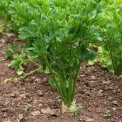Are you looking for a replacement for celery? Lovage fast and easy to plant. Gardening Lovage plants is low maintenance. Flavor sweeter and better than celery. Garden organic Lovage Plants. Buy in bulk and make a show case of Lovage Plants.