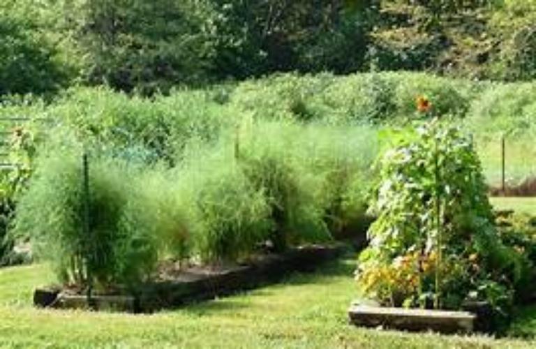 25 Jersey Giant Asparagus Roots Crowns For Planting 6.75 ea