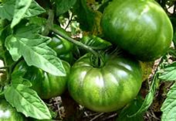 Green Tomato Plant . Where to buy organic mature green tomato plants. These green tomato plant easy to grow . Great flavor for fried tomato.  Plant many and enjoy the harvest.