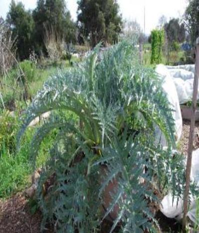 Feed your Artichoke plants  Compost Tea or grow a healthier soil and more to harvest. Buy several Compost Tea use as often as you like no chemical build up in your soil.