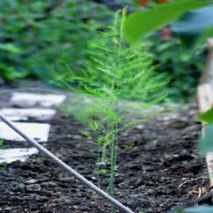 Buy 1 Get 1 Free  Jersey Supreme a fast and Easy way to introduce Asparagus to your garden. Remember to feed your Asparagus organic Happy Meal Plant Food.