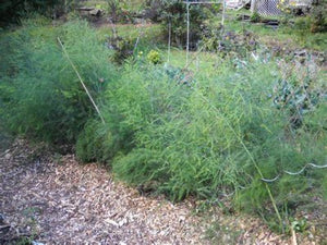Buy 1 Get 1 Free  Jersey Giant Asparagus roots for sale. Where to buy Jersey Giant1 year  Asparagus roots near me? Buy many varieties and grow a showcase garden.