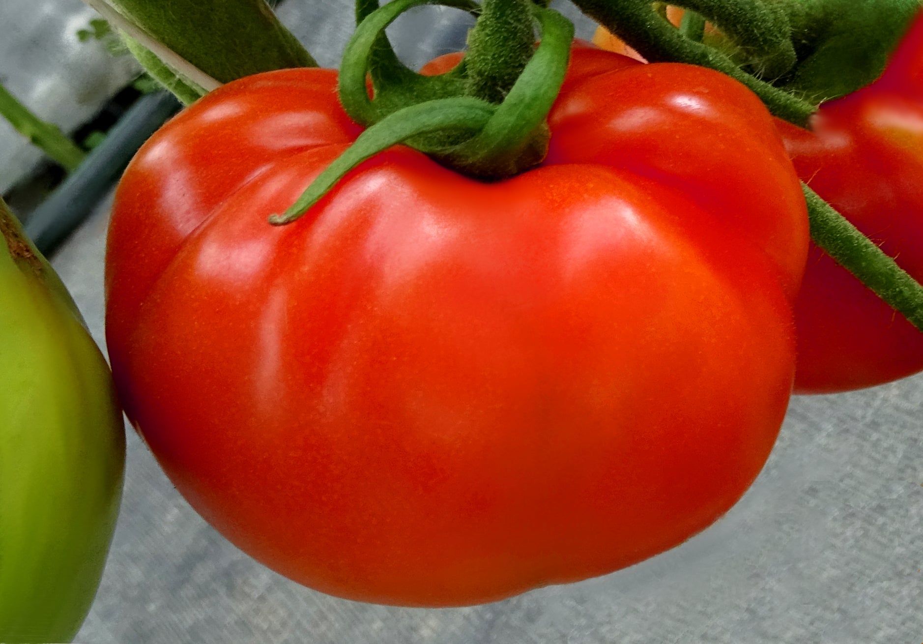 Tomato Plants World's Biggest     Buy 1 Get 1 Free *  $8.00