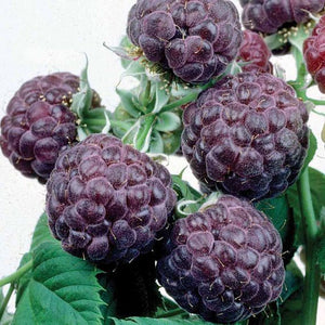 Where to buy Purple Raspberry Plants for my garden. Buy from a farm that grows Purple Raspberry plants for years. Buy now.The raspberry plants get full morning sun, and then filtered light the rest of the day. The foliage looks good, the canes fruit well, and the berries slowly develop their delicate texture and rich flavor, if I water well.