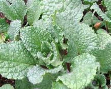 Borage an easy to plant gardening favorite, Flowers leaves and stem are edible and have cucumber like awesome flavor. Buy and plant n your garden several Borage.