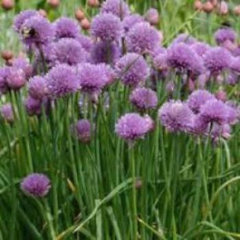 Edible Chives organic farm raised Chive Plants Roots for Sale. Chives make a bright purple flower a with amazing flavor a gardening delight. Easy to plant. Growing many as they can be dried for when there is none. Buy many Chives . Plant Chives in Fabric Grow Bags ans grow a showcase garden Buy 1 Get 1 Free