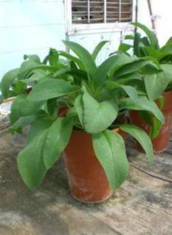 Why buy mature organic  Comfrey plants and roots for sale.  Comfrey will  make a show case garden plant for you. Plant in container or directly to your garden. The leaves are long pointed and a medium green color. Easy to plant. No maintenance. Enjoy the benefits of this amazing plant. Buy many and dry for when there is none. Buy best near me. Plant Xomfry in "Grow Greener Fabric Grow Bags and skip all the garden prep.  Plant your garden in Grow Bags