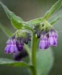 Comfrey - Symphytum Officinale - The Travelers' Herb Plants Root For Sale. Easy no maintenance . Returns every year for year. Enjoy the benefits from this plant. Buy many and make your garden a showcase.  Buy best Comfry near me, Where to buy Comfry?  Buy now, Buy Best, Buy many and plant in Grow Green Fabris Grow Pots/ Bags.