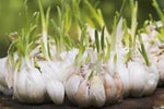 Why plant Jumbo Garlic plants and cloves for sale. Buy the best organic farm raised from the Asparagus Farm. Garlic keeps the bugs out of your garden. Plant Garlic in the early Spring and harvest mid fall..  Take advantage of the Spring Sale on Garlic and save. Where to buy Garlic near me . Buy the best and plant plenty garlic. 