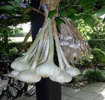 Elephant Garlic Plants easy to grow in your garden or container. For best growing results give extra compost. Make a show case garden plant many in a Grow Greener Fabric Grow Bags, Buy Best near me . Buy now.