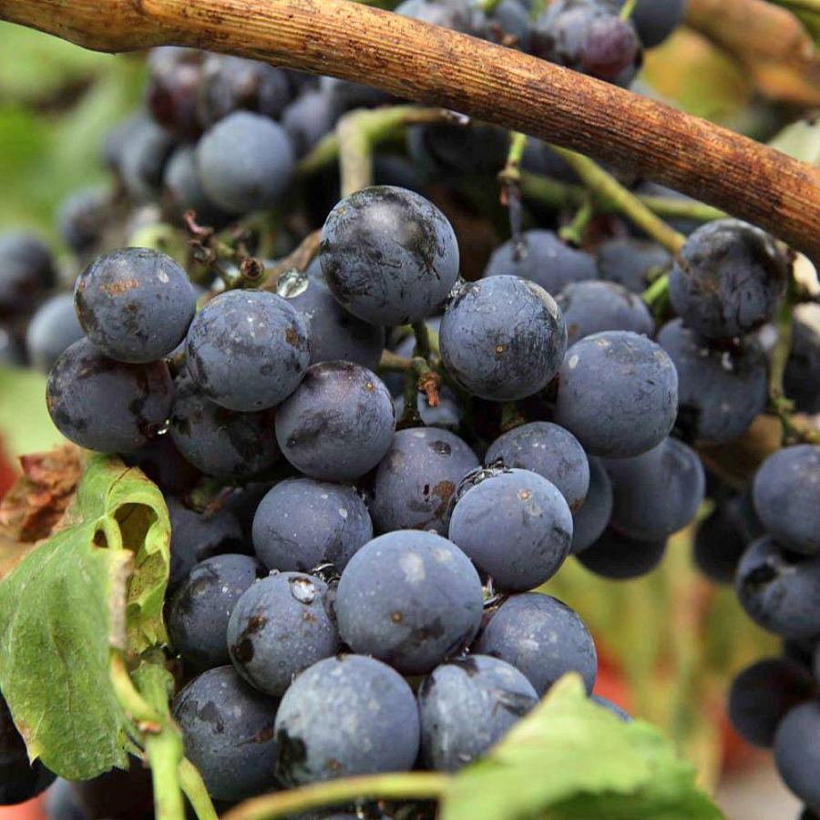 Purple Grape Vines For Sale Mature Organic - Where To Buy The Best Near Me!!