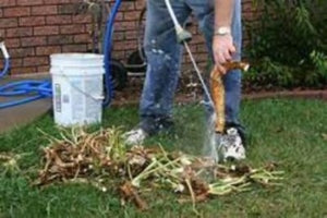 Horseradish plant and roots are harvested early fall. Buy plenty to plant garden many as once they are gone there is none till following season.  Buy Best, Buy Now
