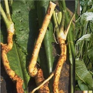  Where to Buy the best organic all natural original Chez variety  no hybrid  Horseradish roots crowns near me. Buy from the Asparagus Farm. Horseradish are mature organic Chez variety --  2 Years old roots. Plant some eat some.   Benefits: Just plant in your garden or container and let the Horseradish root grow. They are big mature organic ready to produce for you for many years to come. 
