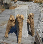 Buy Horseradish root crown legs 3 - 4 years old. Buy many roots and  enjoy a maintenance free garden. Just  buy  plant and grow organic Horseradish root legs. Enjoy many years of fresh Horseradish from your garden.