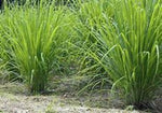 Lemon Grass plants and roots easy gardening. Growing Lemon Grass fast and easy. Garden in container or directly to your garden.
