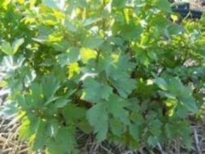 Garden Lovage the benefits of growing Lovage are many. Fast easy no maintenance, full of flavor and plenty of nutrients. Buy Lovage. Do not go another gardening season without Lovage growing in your garden.