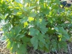 Garden Lovage the benefits of growing Lovage are many. Fast easy no maintenance, full of flavor and plenty of nutrients. Buy Lovage. Do not go another gardening season without Lovage growing in your garden.