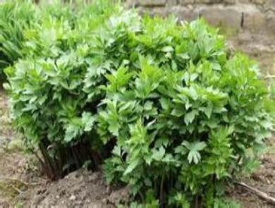 Lovage plant garden many. Easy to grow. Sweeter than celery. Buy Lovage in bulk and plant organic Lovage in a container or your garden.
