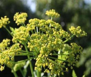 Plant Lovage. Garden fast to plant easy to grow Lovage. Where to buy the best Lovage. Lovage plants roots for sale.