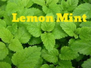 Lemon erb Plant. The smell and flavor will surely have you buying and gardening Lemon Herb Plant. Image the smell of fresh citrus in your garden .