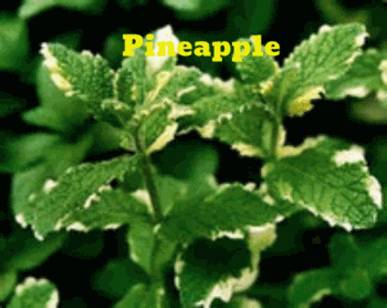 Buy Pineapple Mint hard to find easy to garden . Gardening this herb in a container or landscape your garden. 