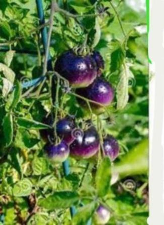 Organic gardening purple tomato plants fast to grow. A gardeners delight. Care free no maintenance tomato garden plant.