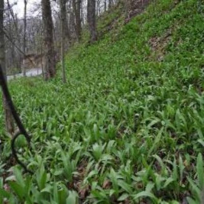 Wild Ramps like to be planted in filtered sun light, garden under trees or in shaded areas of morning sun afternoon shade areas. Plenty  plenty of organic  Wild Ramps. Easy to grow plant and leave be. Where to buy wild ramps plants for sale near me. Buy Wild Ramps online from the Asparagus Farm. 