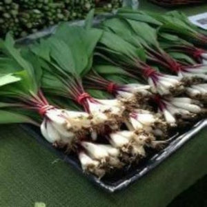 Wild Ramps are a cross between an Onion and a Garlic. Unique in growing and flavor.  Easy to garden. Plant and just leave them alone.
