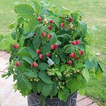 Red Raspberry Plants need plenty of moisture to sustain their lush foliage and swell their fruit, so keep them moist as possible. Raspberry Plants easy to grow and fast to make fruit. Where to buy Red Raspberry Plants near me?